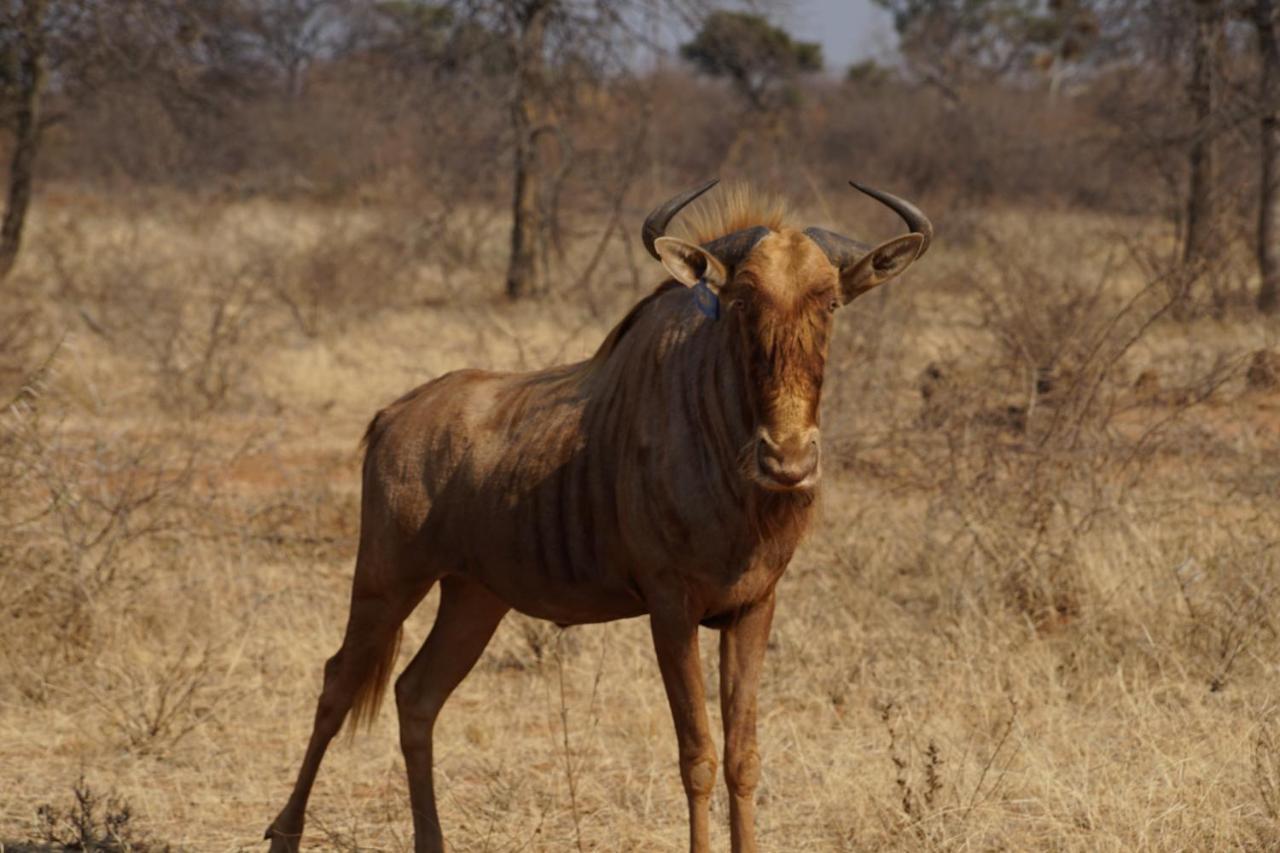 Kwele Game Lodge Beauty المظهر الخارجي الصورة