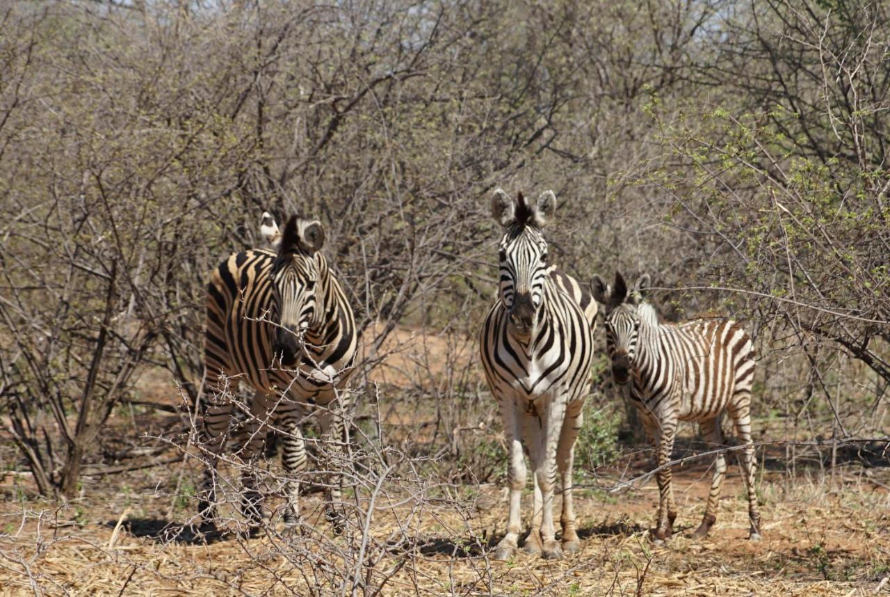 Kwele Game Lodge Beauty المظهر الخارجي الصورة